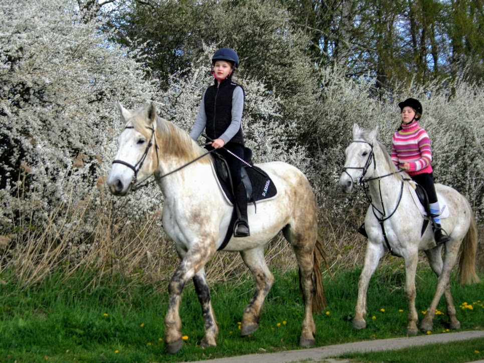 nauka jazdy na koniach